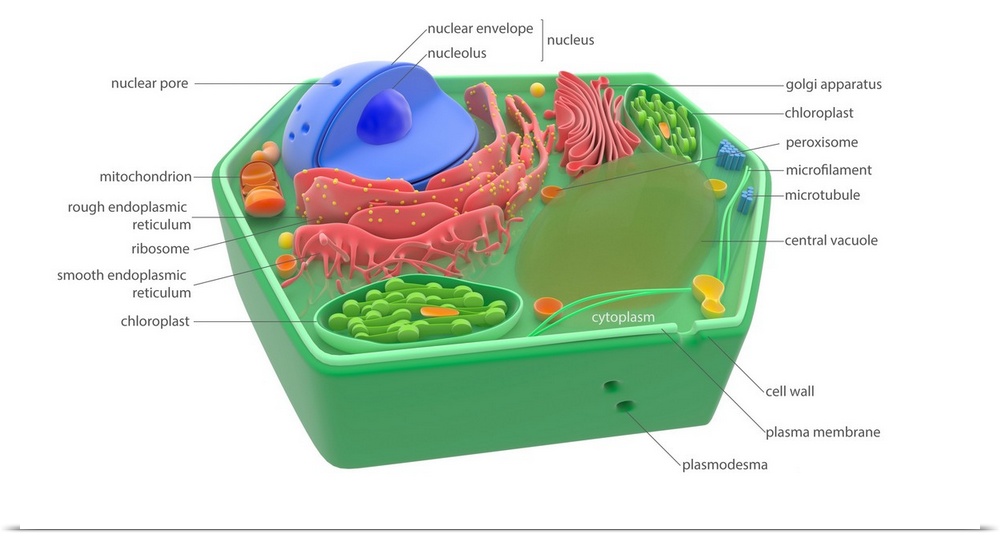 Plant cell components and organelles, illustration. The cell wall (dark green) is lined with a plasma membrane (light gree...