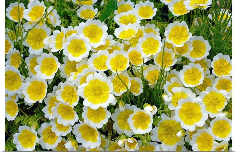 Poached egg plant flowers (Limnanthes douglasii). Photographed in Victoria, British Columbia, Canada, in spring.