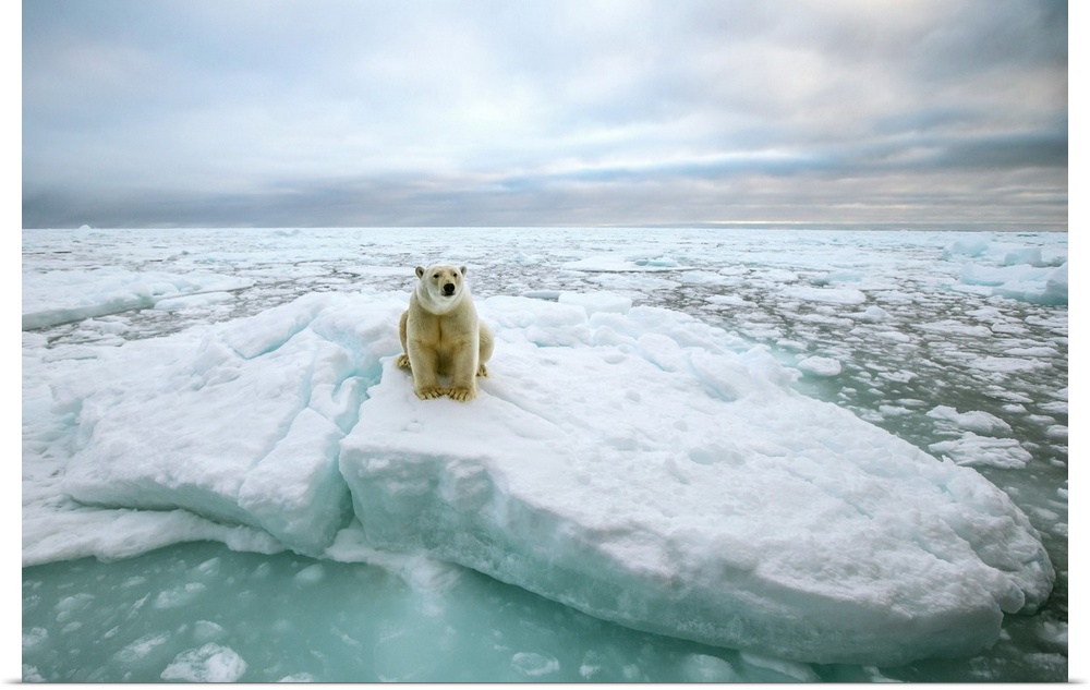 Polar bear (Ursus maritimus) sitting on an ice floe. Photographed in the Svalbard Archipelago, Norway.