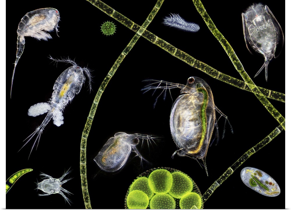 Pond life, macrophotograph. At centre are two water fleas (Daphnia sp.). A copepod (Cyclops sp.) carrying eggs is at centr...