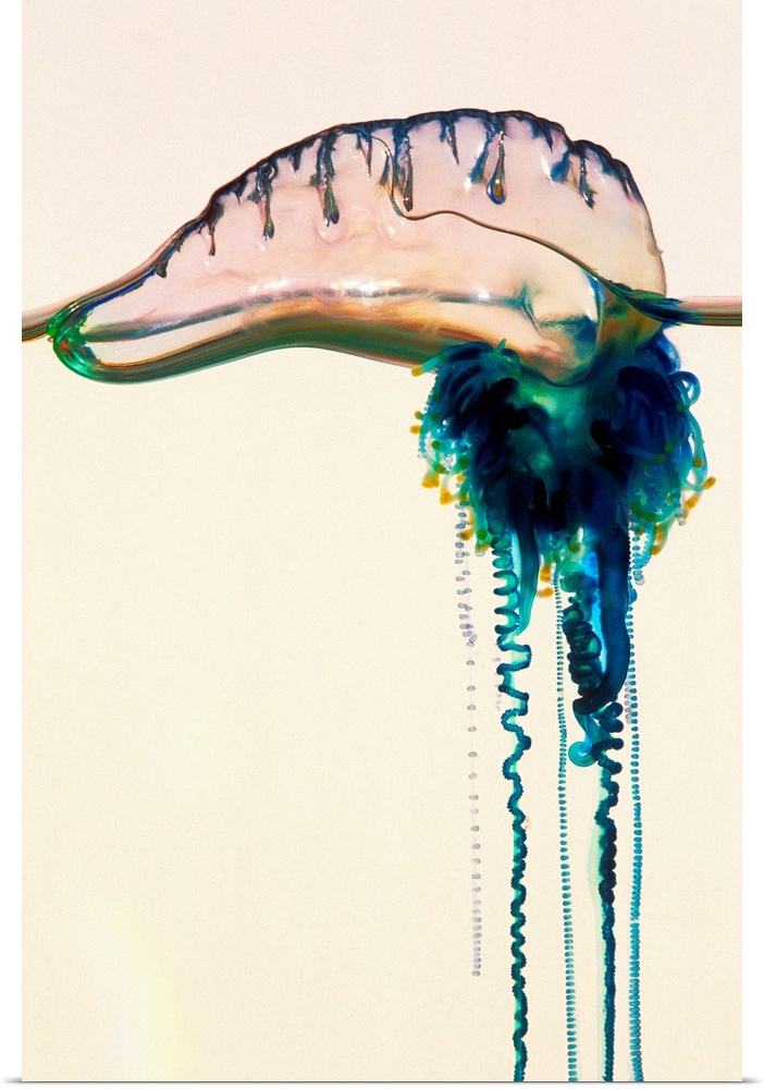 Portuguese man-of-war (Physalia utriculus). Also known as a bluebottle, it is not one organism, instead being a colony of ...