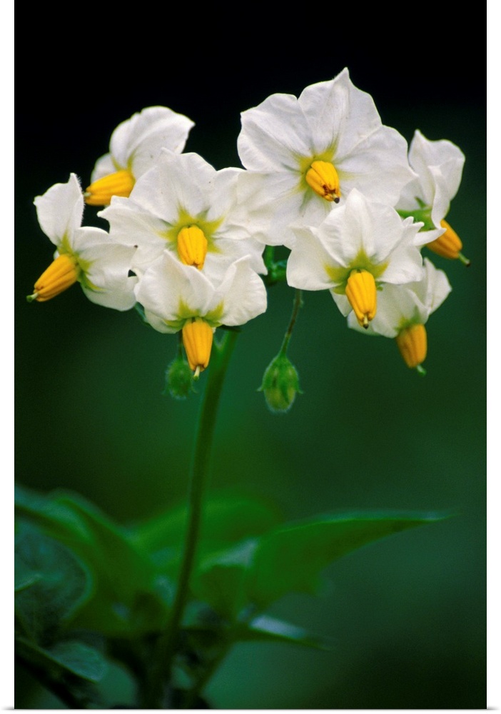 Potato flowers (Solanum tuberosum).
