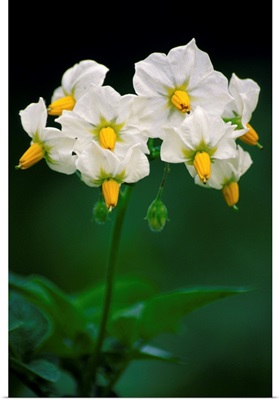 Potato flowers (Solanum tuberosum)