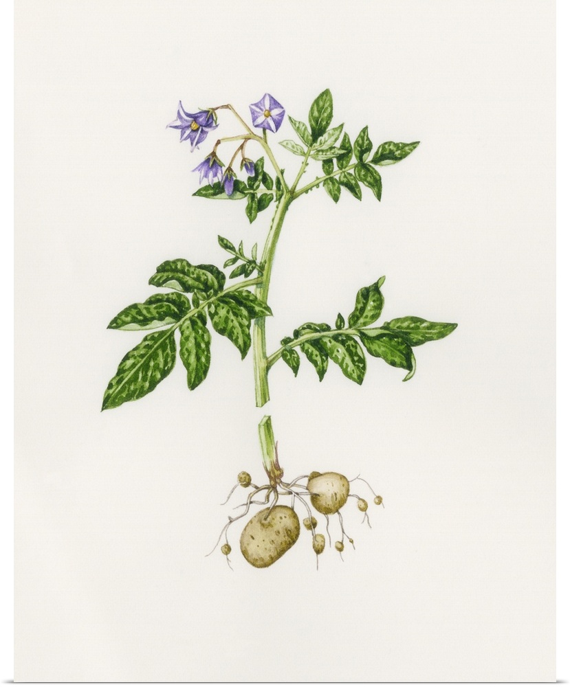 Potato (Solanum tuberosum). Watercolour artwork illustrating a potato plant. The plant belongs to the Solanaceae or nights...