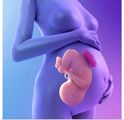Pregnancy, conceptual artwork