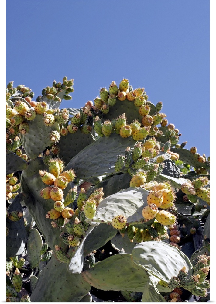 Prickly pear cacti (Opuntia sp.) bearing fruit. Photographed in Illora, Granada, Spain.