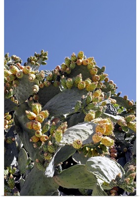 Prickly pear cacti (Opuntia sp.)