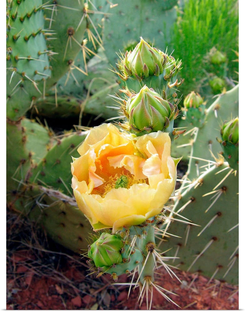 Prickly pear cactus flower (Opuntia sp.). Photographed in Red Rock Canyon, Sedona, Arizona, USA.