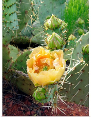 Prickly pear cactus (Opuntia sp.)