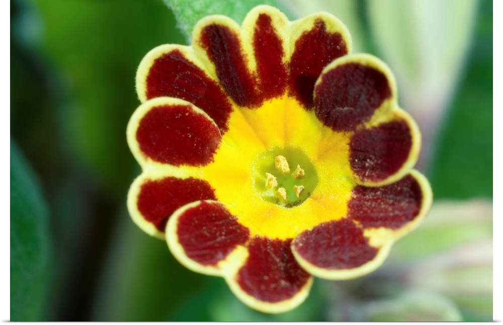 Primrose (Primula 'Gold Lace') flower.