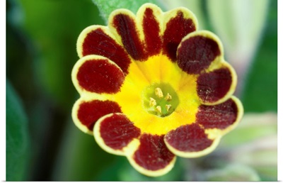 Primrose (Primula 'Gold Lace')