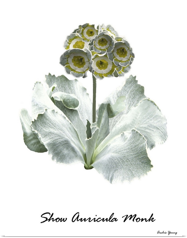 Botanical illustration of a Primrose (Primula auricula 'Monk').