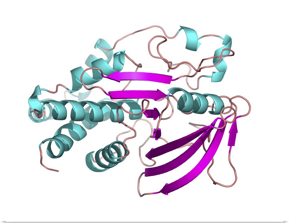 Protein tyrosine phosphatase molecule. Computer model of the secondary structure of an intermediate form of protein tyrosi...
