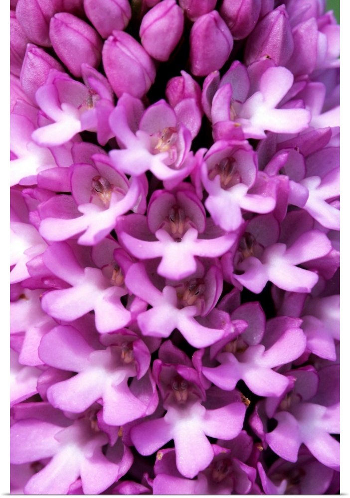 Pyramidal orchid flowers (Anacamptis pyramidalis).