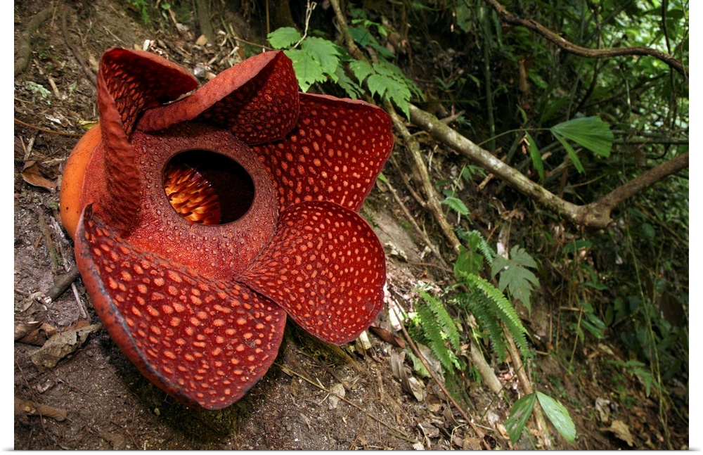 Indonesia, Sumatra, Berastagi, Rafflesia flower (Rafflesia arnoldii) on the forest floor. It is one of the largest flowers...