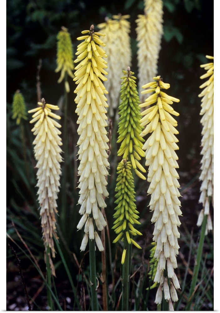 Red hot poker flowers (Kniphofia 'Little Maid').