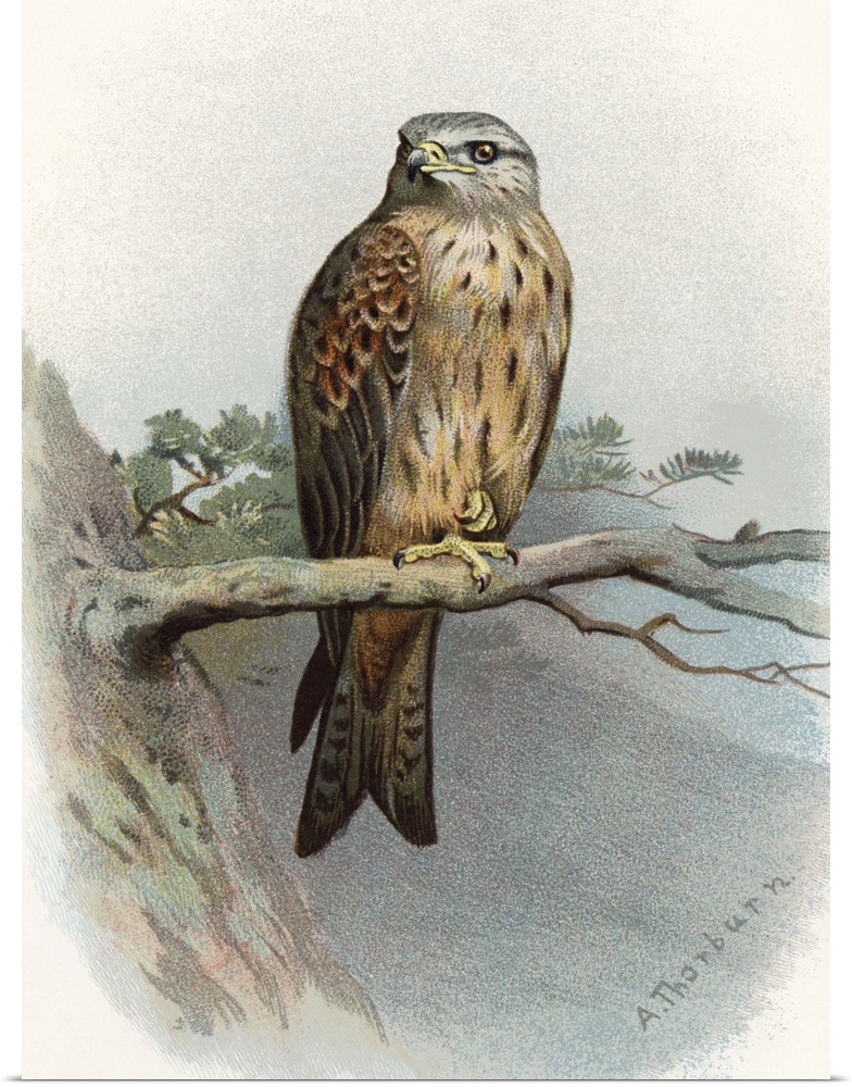 Red kite. Historical artwork of a red kite (Milvus milvus) perched on a branch. This bird of prey inhabits woodland near o...