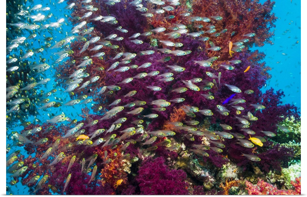 Coral reef with red sea dwarf sweepers (Parapriacanthus guentheri) and soft corals (Dendronephthya sp.). Photographed in E...