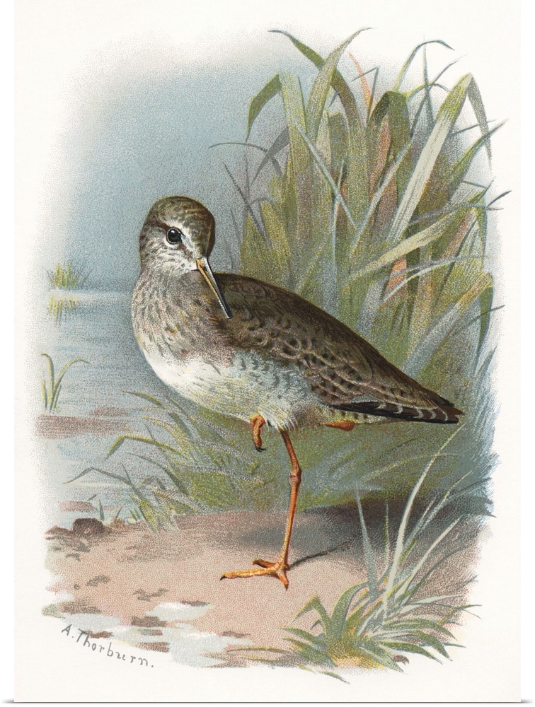 Redshank. Historical artwork of a redshank (Tringa totanus). This shorebird inhabits coasts, estuaries and marshland acros...