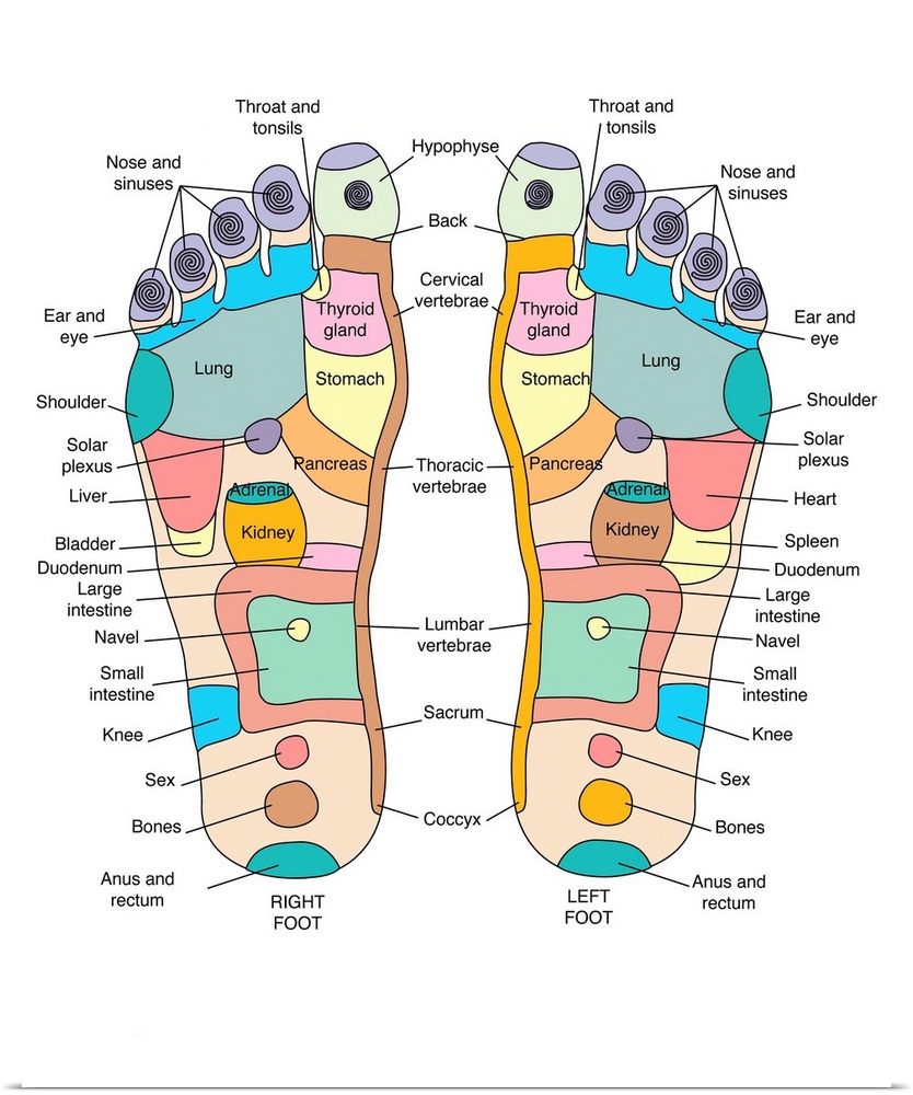 Reflexology foot map, artwork. Reflexology is a form of alternative medicine in which disorders in the body are treated by...