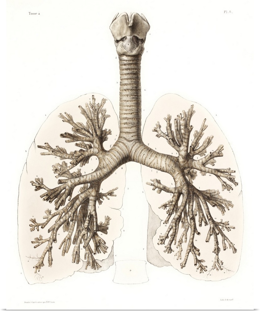 Respiratory anatomy, 19th Century artwork. Historical hand coloured lithographic print showing the trachea (wind pipe, ver...