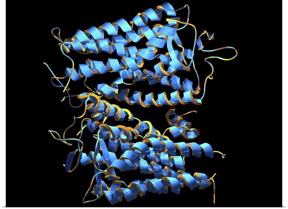 Rhodopsin protein molecule. Computer model of a molecule of the protein opsin that forms part of the rhodopsin complex. Rh...