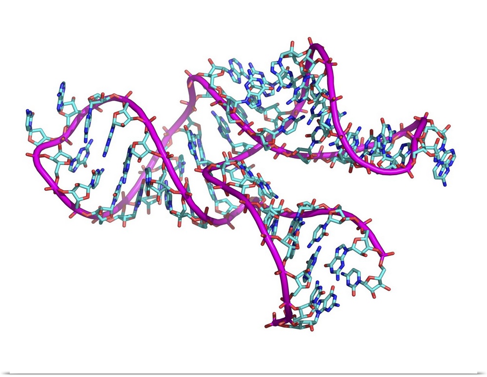 Ribozyme. Computer model of a ribozyme molecule. Ribozymes are RNA (ribonucleic acid) molecules that catalyse certain bioc...