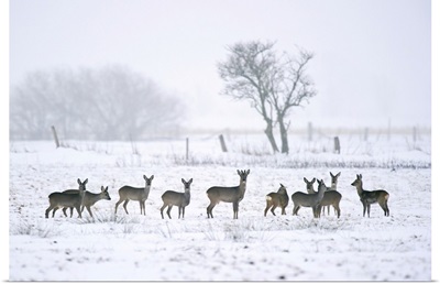 Roe Deer In Winter