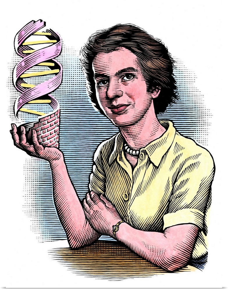 Rosalind Franklin (1920-1958), British chemist and X-ray crystallographer, holding a model of DNA (deoxyribonucleic acid)....