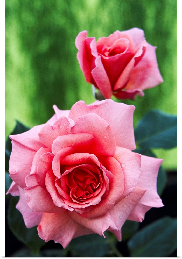 Rose flowers (Rosa 'Aloha').
