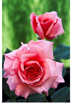 Rose flowers (Rosa 'Aloha')