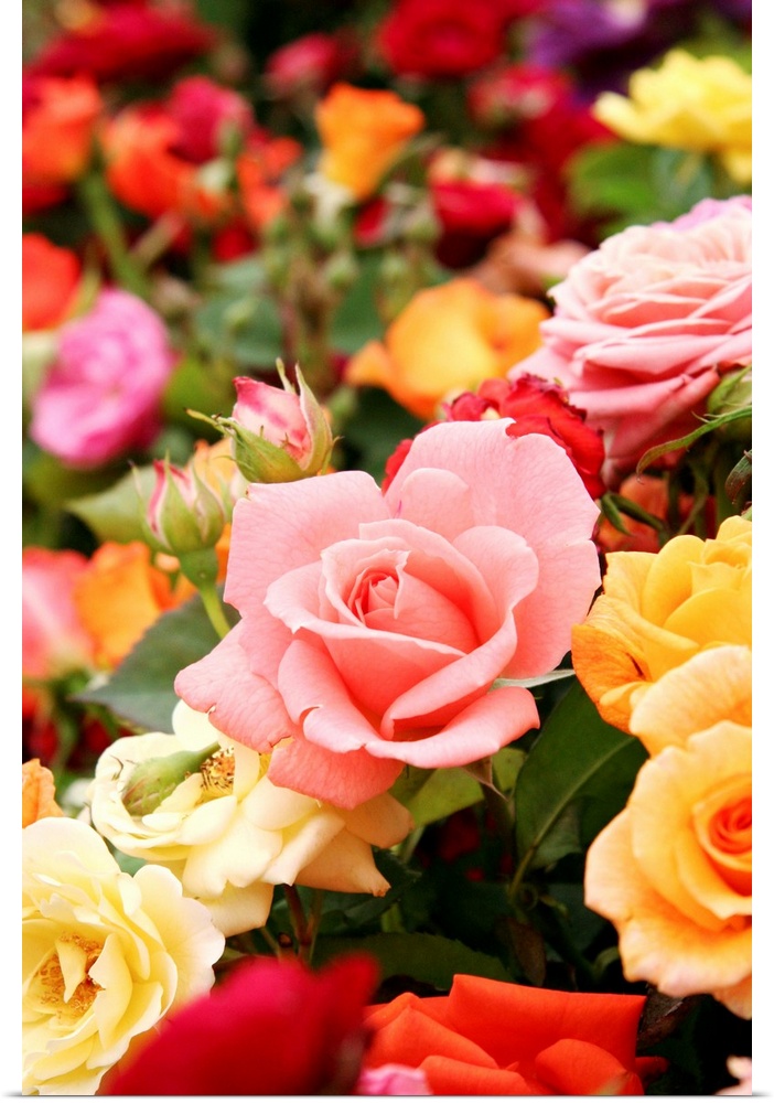 Roses (Rosa sp.).