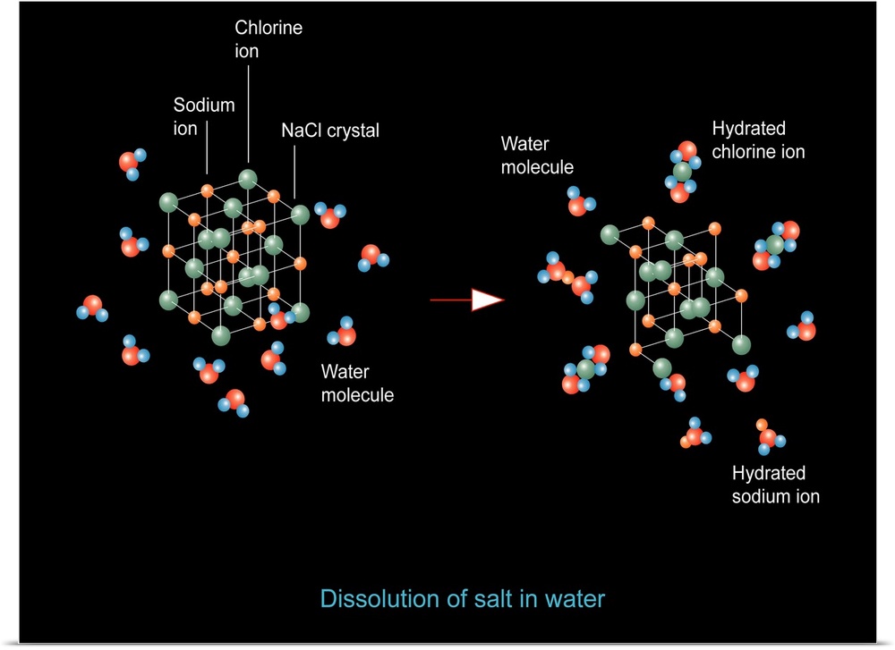 Salt dissolution. Computer artwork showing how sodium chloride (salt) is dissolved in water. At left is a cubic crystal la...