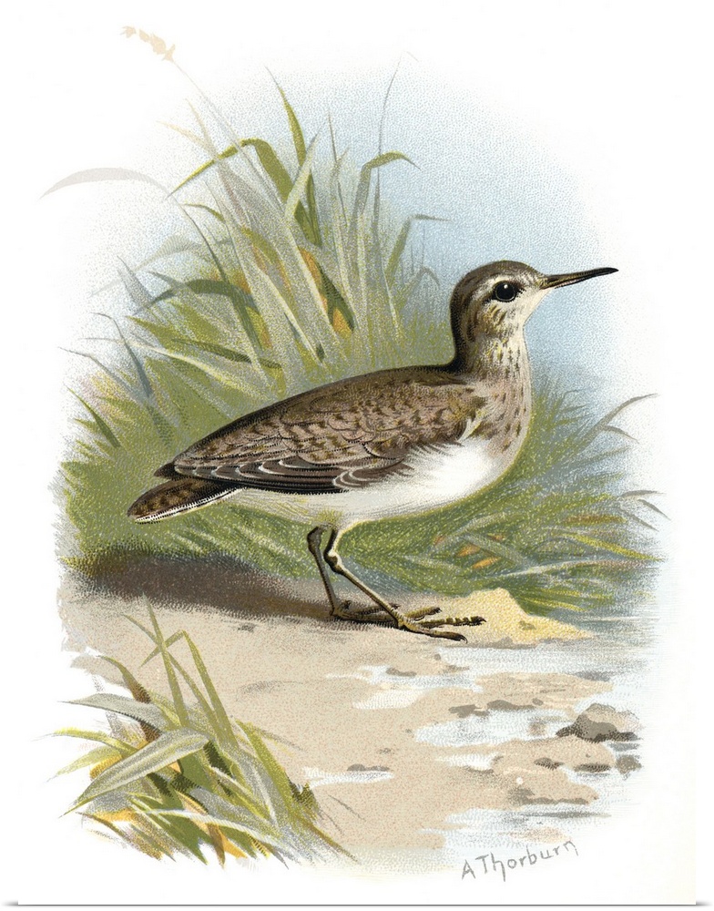 Common sandpiper. Historical artwork of a common sandpiper (Actitis hypoleucos). This is a migratory wading bird that feed...