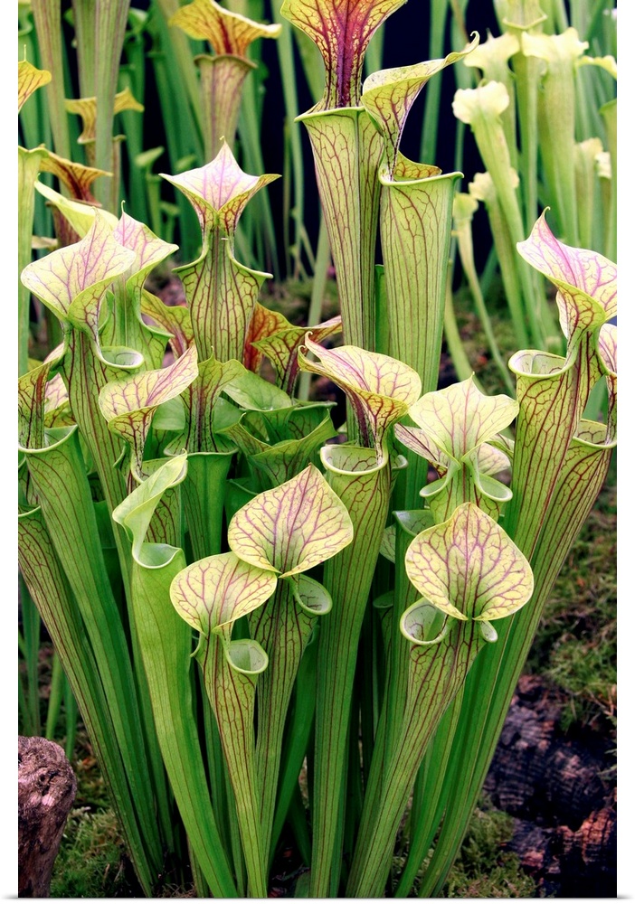 Pitcher plant (Sarracenia flava ornata). This is a North American species of pitcher plant.