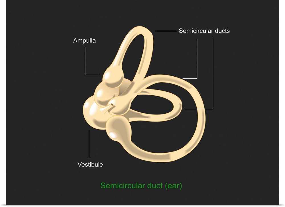 Semicircular canal. Diagram of the anatomical structure of the semicircular duct or canal, a structure in the inner ear th...