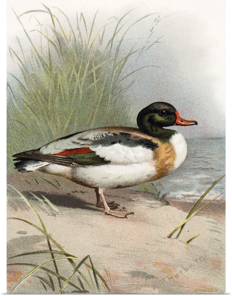 Shelduck. Historical artwork of a shelduck (Tadorna tadorna). This duck inhabits coastal areas throughout much of Europe, ...