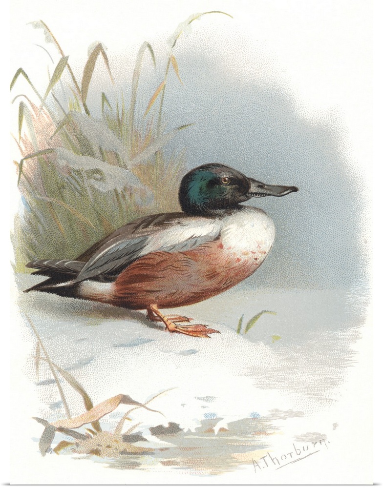 Shoveler. Historical artwork of a male shoveler duck (Anas clypeata). This duck inhabits wetlands and inland waters across...