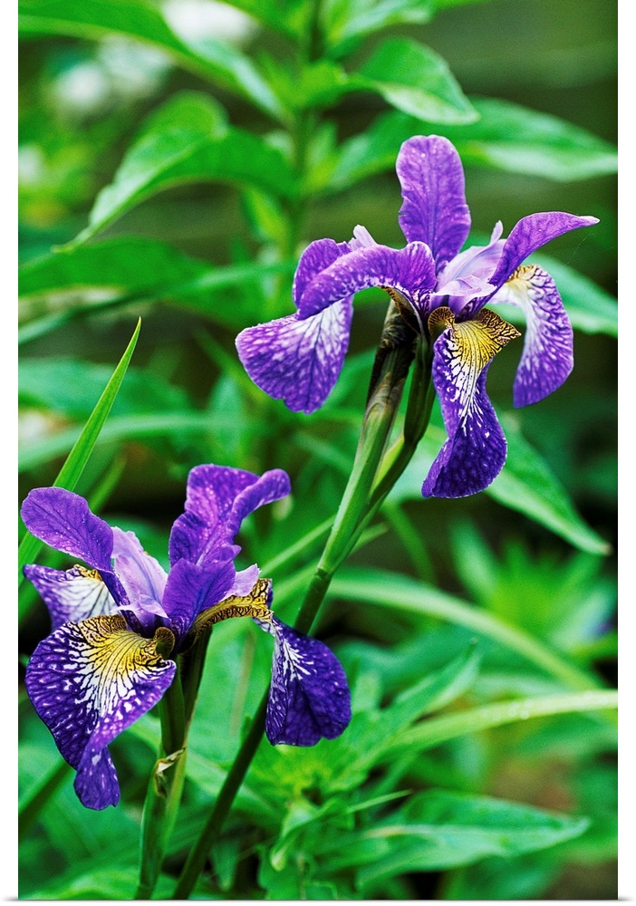 Siberian iris flowers (Iris sibirica 'Nottingham Lace').