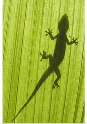 Silhouette Of A Gecko On A Palm Frond