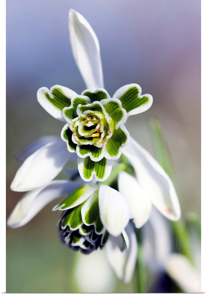 Snowdrop flowers (Galanthus 'Titania').