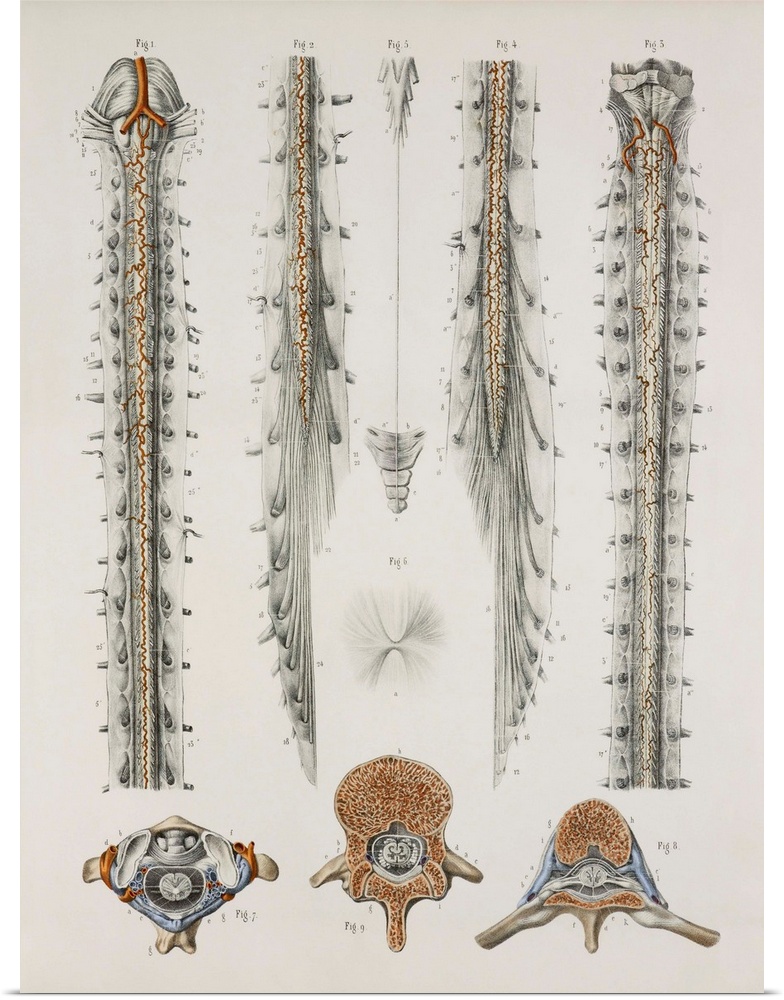 Spinal cord anatomy. These anatomical artworks form plate 10 from volume 3 (1844) of 'Traite complet de l'anatomie de l'ho...