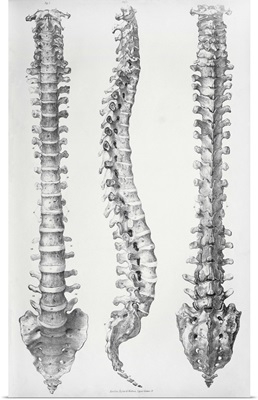 Spine anatomy