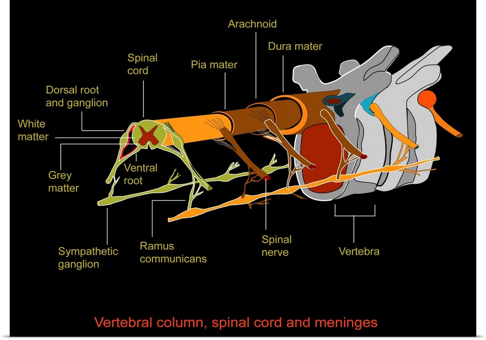 Spine anatomy, artwork. The spinal cord is made up of grey matter (dark red), which contains nerve cell bodies and white m...
