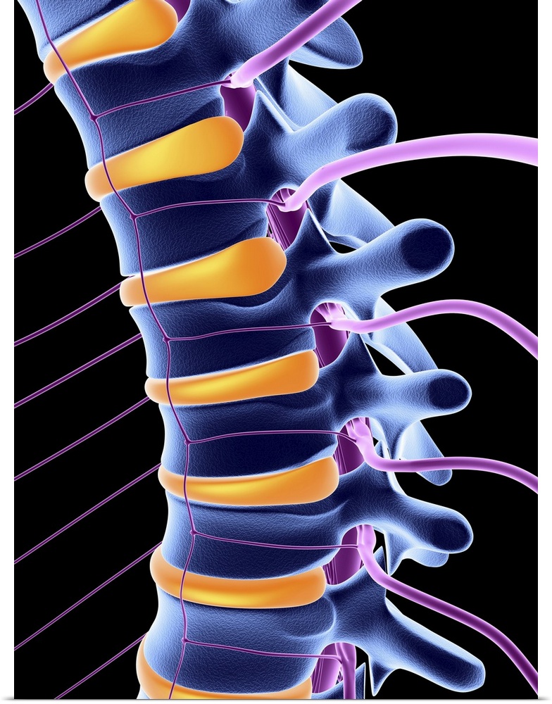 Lower part of the human vertebral column (blue) showing the spinal nerves (mauve) and intervertebral discs (yellow).Throug...