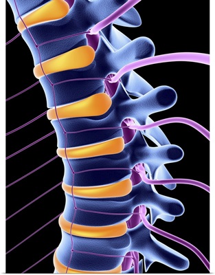 Spine and spinal nerves,computer artwork