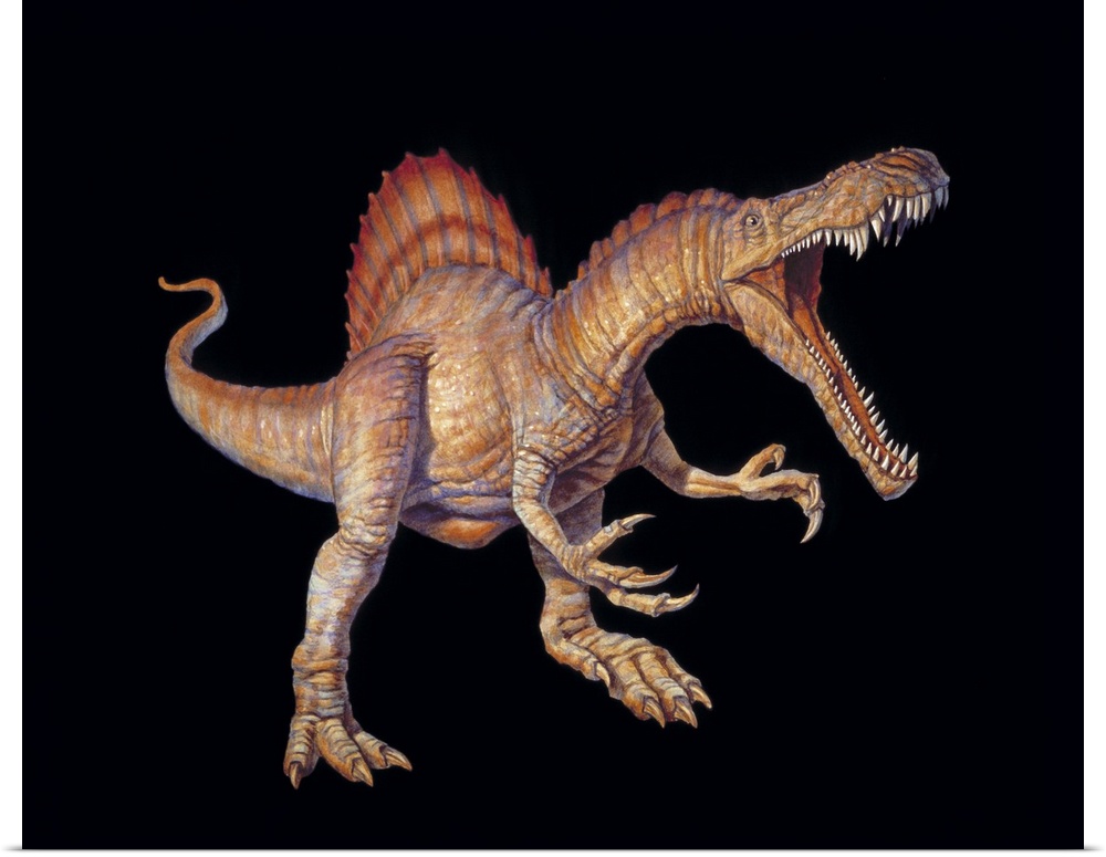 Spinosaurus dinosaur. Artwork of a Spinosaurus dinosaur. This carnivorous theropod dinosaur lived between 110 and 100 mill...