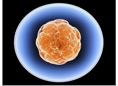 Stem cells, artwork