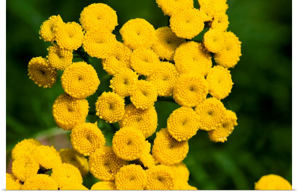 Tansy flowers (Tanacetum vulgare). Each flower head (yellow) is made up of many individual disc florets. The arrangement o...