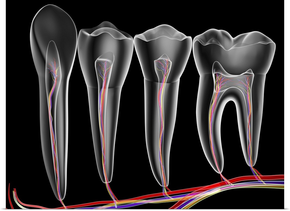 Four adult teeth. Transparent cross sections with arteries (red), veins (purple) and nerves (green). Computer artwork.